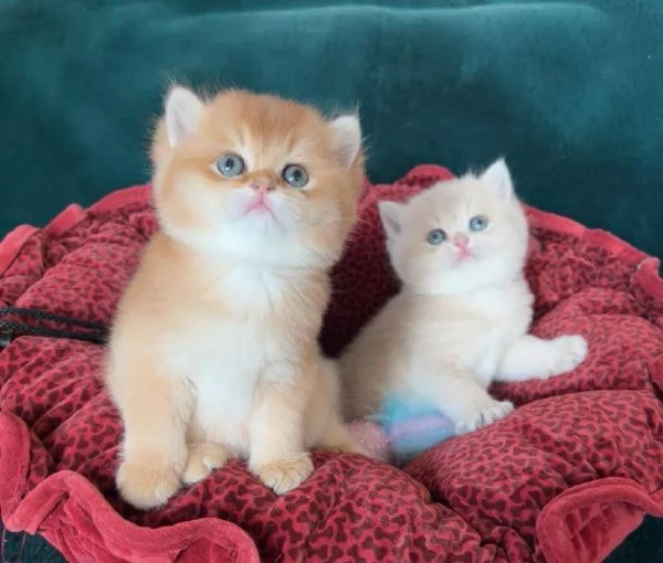 BritishShorthair | Foto 0