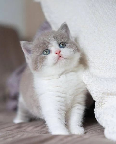 BritishShorthair