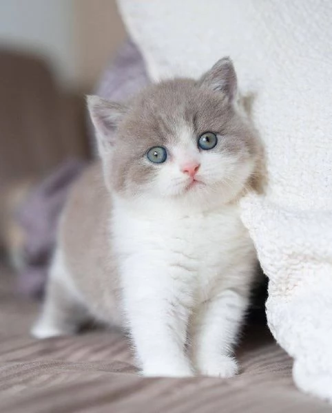 BritishShorthair | Foto 0