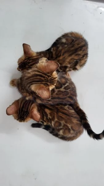 GattiPersiani | Foto 2