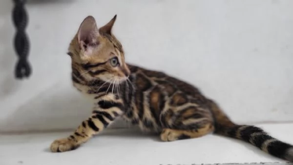 GattiPersiani | Foto 1