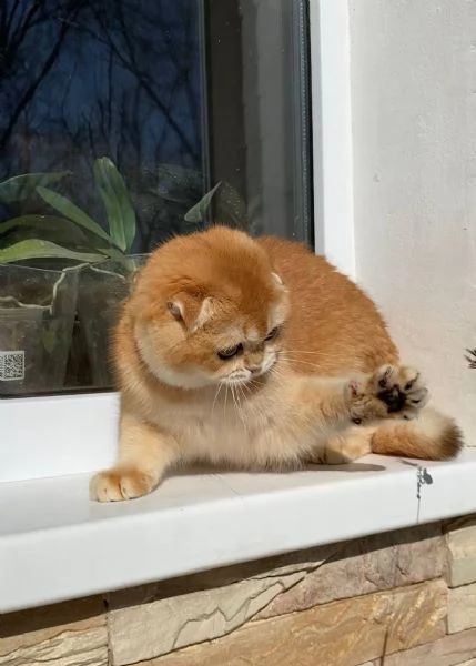 scotish fold | Foto 2