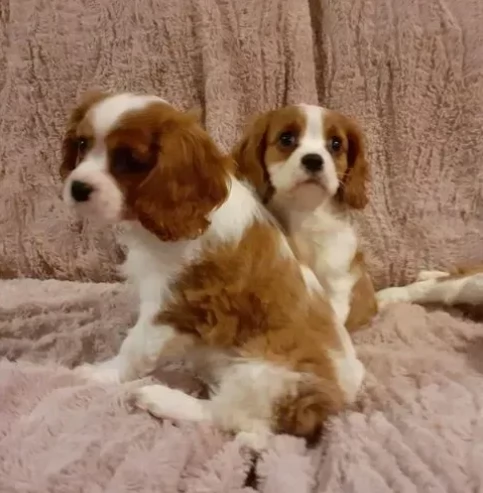 cuccioli di cavalier king con pedigree