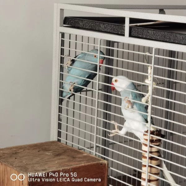 Parrocchetti dal collare 