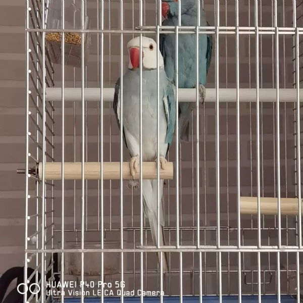 Parrocchetti dal collare  | Foto 0