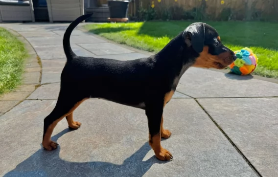 Eccezionali cuccioli pinscher