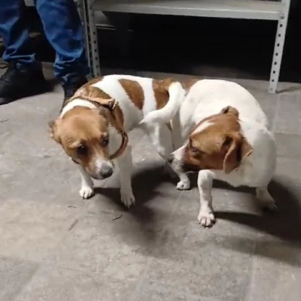 Jack Russel | Foto 4