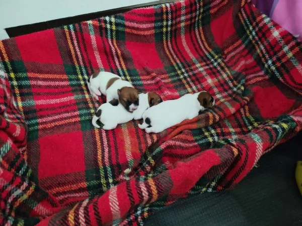 Jack Russel | Foto 3