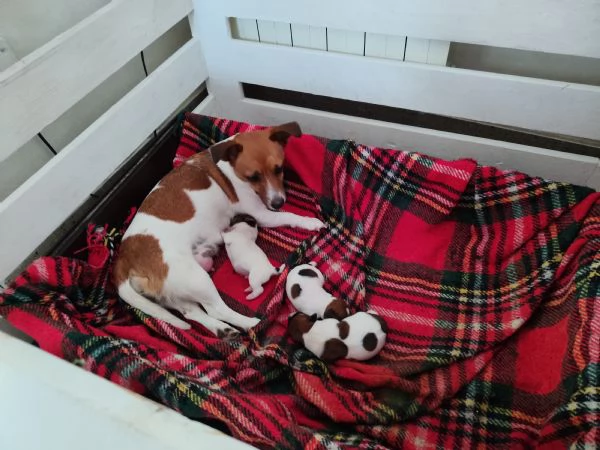 Jack Russel | Foto 2