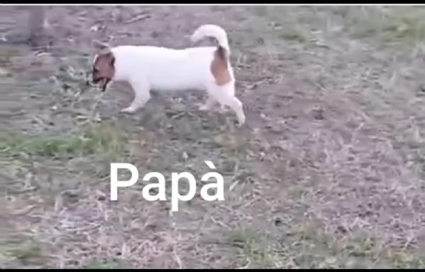 Jack Russel | Foto 1
