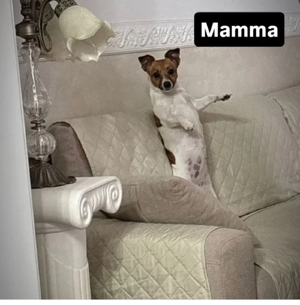 Jack Russel | Foto 0