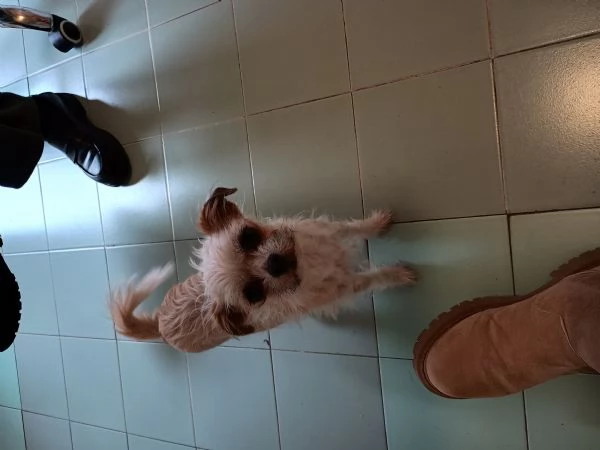 Chihuahua femmina meticcia 