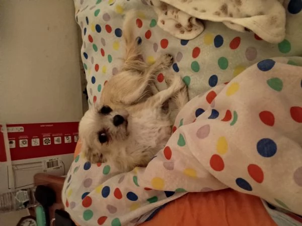 Chihuahua femmina meticcia  | Foto 1