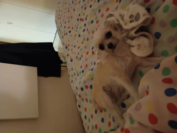 Chihuahua femmina meticcia  | Foto 0