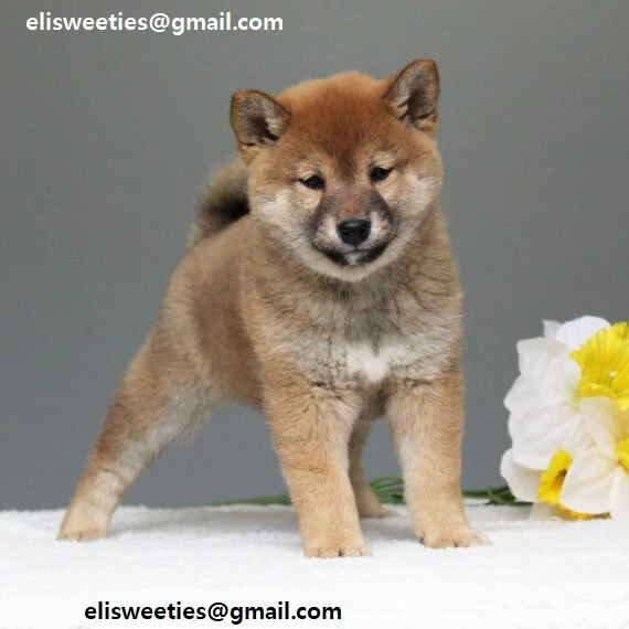 Cuccioli Shiba Inu cuccioli Shiba Inu maschio e femmina disponibile Tutti i documenti sono disponib