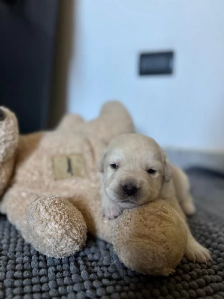 Cuccioli di Labrador Retriver 