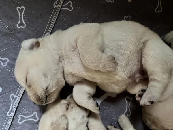 Cuccioli di Labrador Retriver  | Foto 2