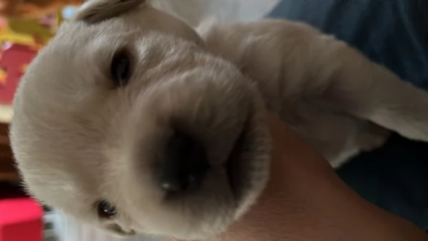Cuccioli di Labrador Retriver  | Foto 1