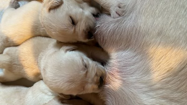 Cuccioli di Labrador Retriver  | Foto 0