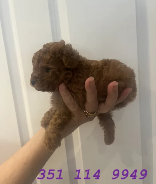 Regala un cucciolo di barboncino maschio e uno femmina | Foto 2