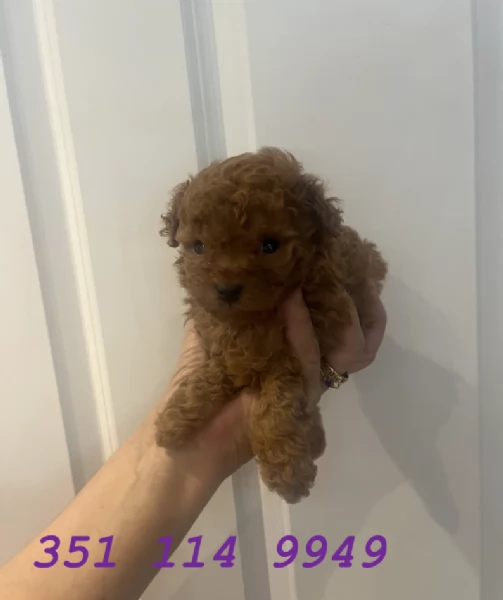 Regala un cucciolo di barboncino maschio e uno femmina | Foto 0