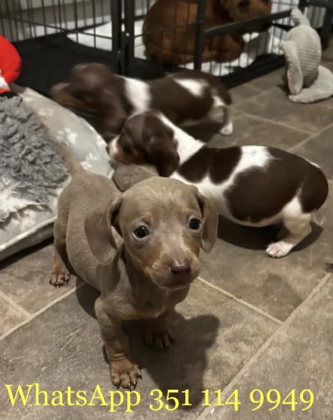 Regala un cucciolo di Bassotto maschio e uno femmina | Foto 2