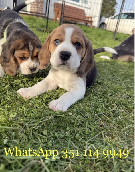 Regala un cucciolo di Beagle maschio e uno femmina | Foto 1