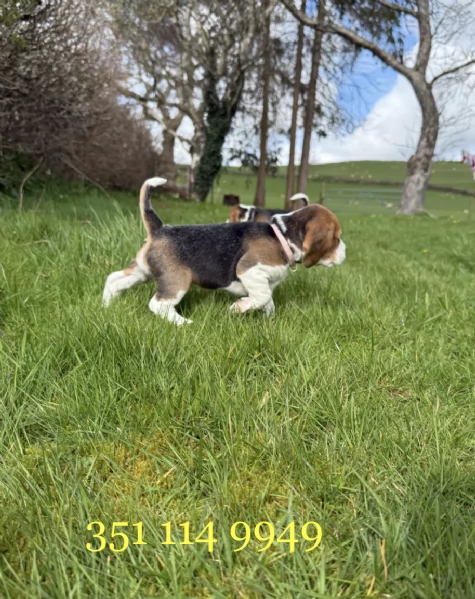 Regala un cucciolo di Beagle maschio e uno femmina | Foto 0