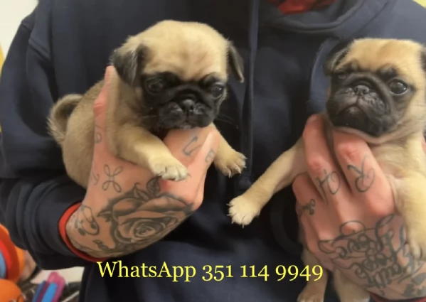 Regala un cucciolo di Carlino maschio e uno femmina