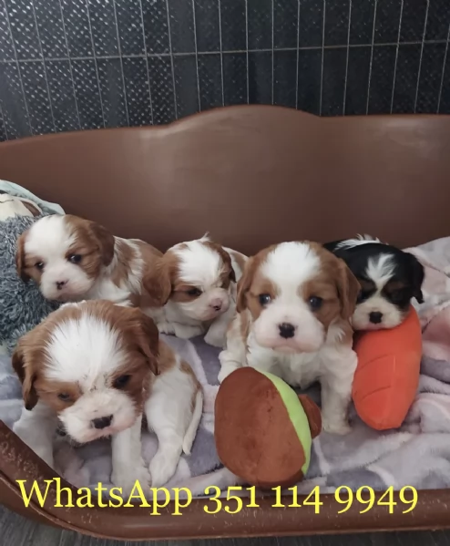 Regala un cucciolo di Cavalier King maschio e uno femmina