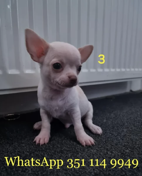 Regala un cucciolo di Chihuahua maschio e uno femmina | Foto 2