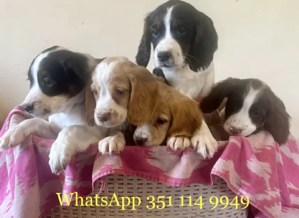 Regala un cucciolo di Cocker Spaniel Inglese maschio e uno femmina | Foto 0