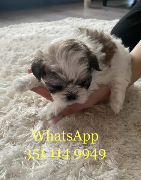 Regala un cucciolo di Shitzu maschio e uno femmina | Foto 1
