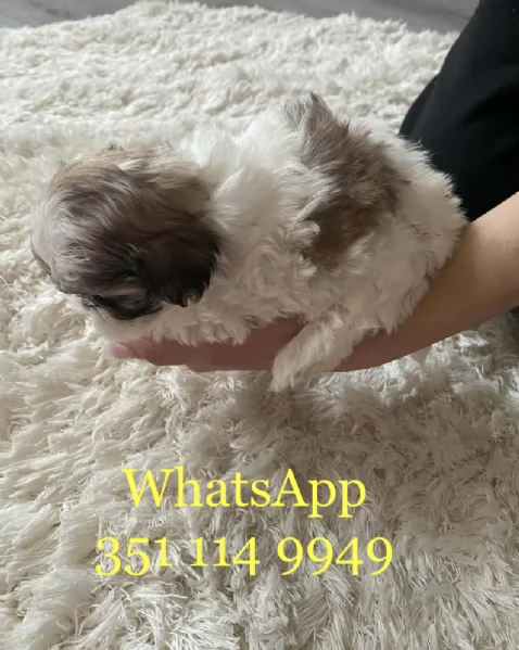 Regala un cucciolo di Shitzu maschio e uno femmina | Foto 0