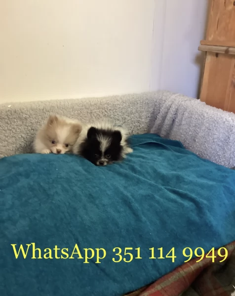 Regala un cucciolo di Volpino Pomerania maschio e uno femmina | Foto 1