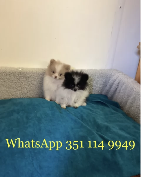 Regala un cucciolo di Volpino Pomerania maschio e uno femmina