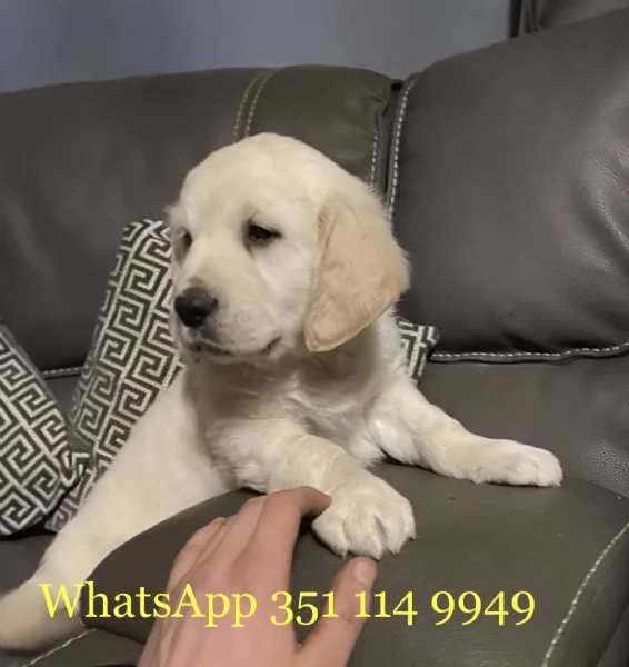 Regala un cucciolo di Golden Retriever maschio e uno femmina | Foto 2