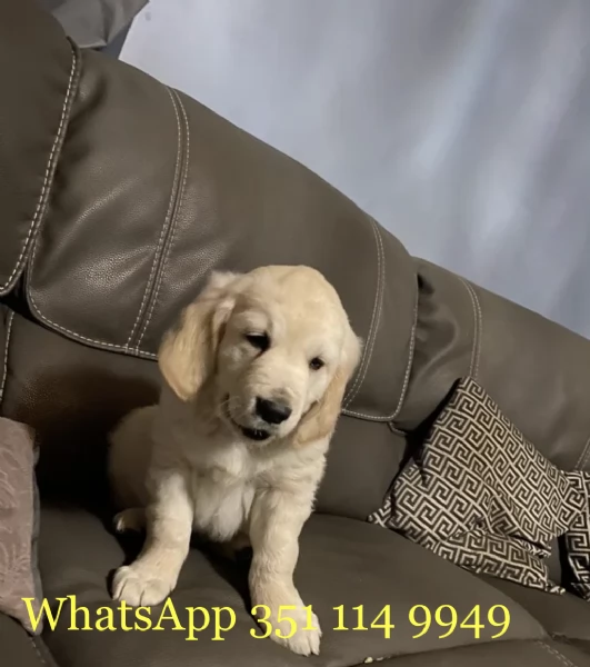 Regala un cucciolo di Golden Retriever maschio e uno femmina | Foto 1