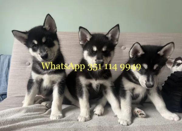 Regala un cucciolo di Husky maschio e uno femmina | Foto 1