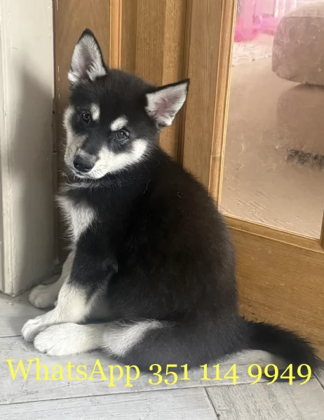 Regala un cucciolo di Husky maschio e uno femmina | Foto 0