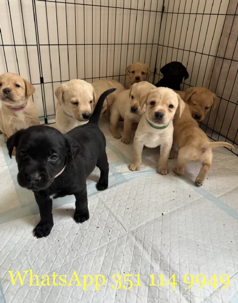 Regala un cucciolo di Labrador maschio e uno femmina