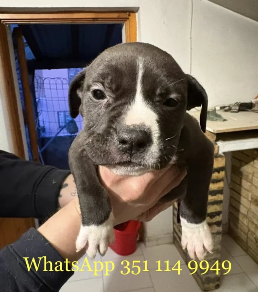 Regala un cucciolo di Pitbull maschio e uno femmina | Foto 1