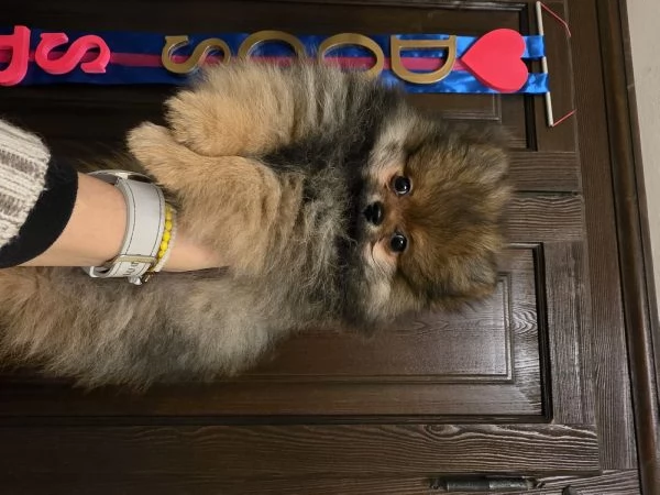 Cucciolo di spitz tedesco piccolo  | Foto 1