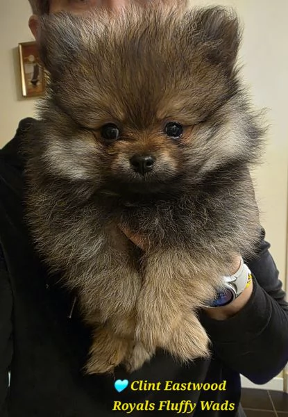 Cucciolo di spitz tedesco piccolo  | Foto 0