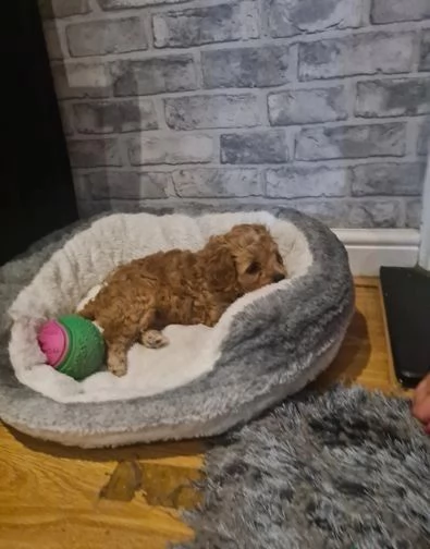 Cucciola di Cavapoo 