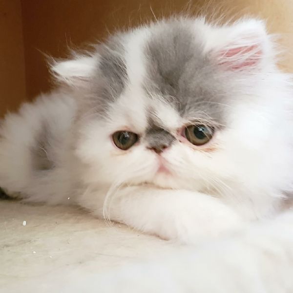 Vendita Cucciolo Persiano Da Privato A Rovigo Cuccioli Gatti Persiani