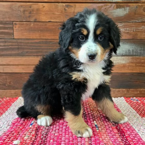 Bellissimi cuccioli di Bovaro del Bernese | Foto 0