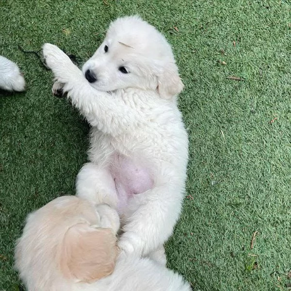 Due cuccioli maschietti di Golden retriever