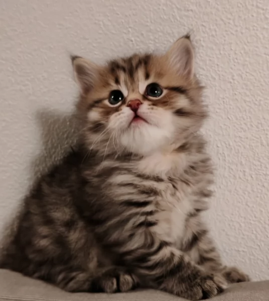 Gattini Siberiano cercano famiglia