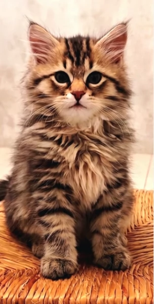 Gattini Siberiano cercano famiglia | Foto 0